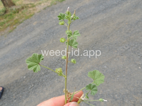 mallow, common